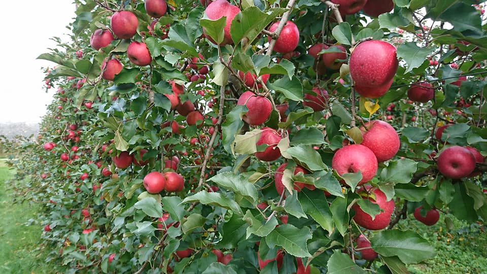 Fruits--Les-Vergers-de-la-Gentille--Pointis-Inard