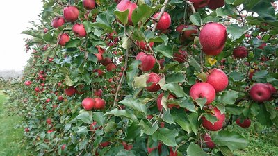 Fruits--Les-Vergers-de-la-Gentille--Pointis-Inard