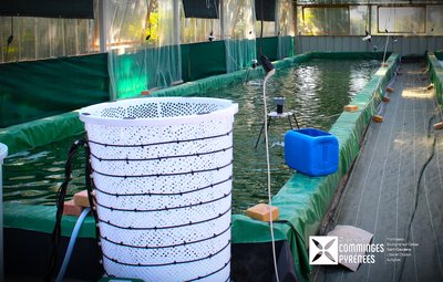 Fée spiruline, production de spiruline 100% à la ferme à Aurignac