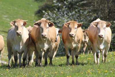 Vache, GAEC de Lubia, Saint Frajou2