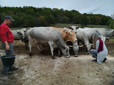 boeuf-gascon--nizan-sur-gesse--produit-local--pyrenees