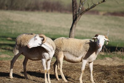 la bergerie d'Augustin-mouton