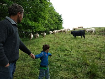 viande, la ferme des hauts coteaux, Saint-Plancard