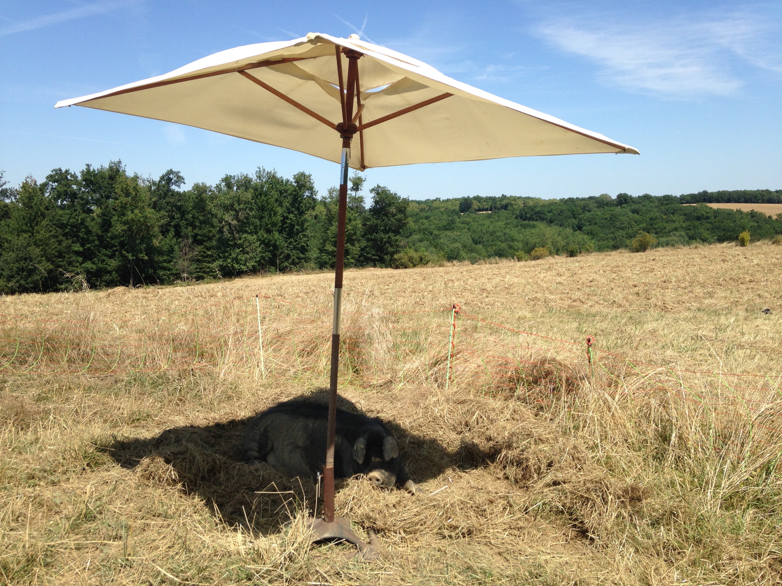 Porc noir, gaec des 2 coteaux, Saint Frajou (2)
