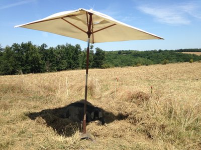 Porc noir, gaec des 2 coteaux, Saint Frajou (2)