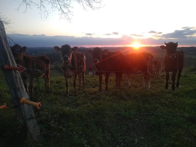 GAEC de la Colombe-Boulogne-sur-Gesse-vache