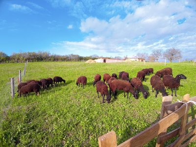 viande, ferme de Mailho Blanc, Boulogne sur Gesse (3)