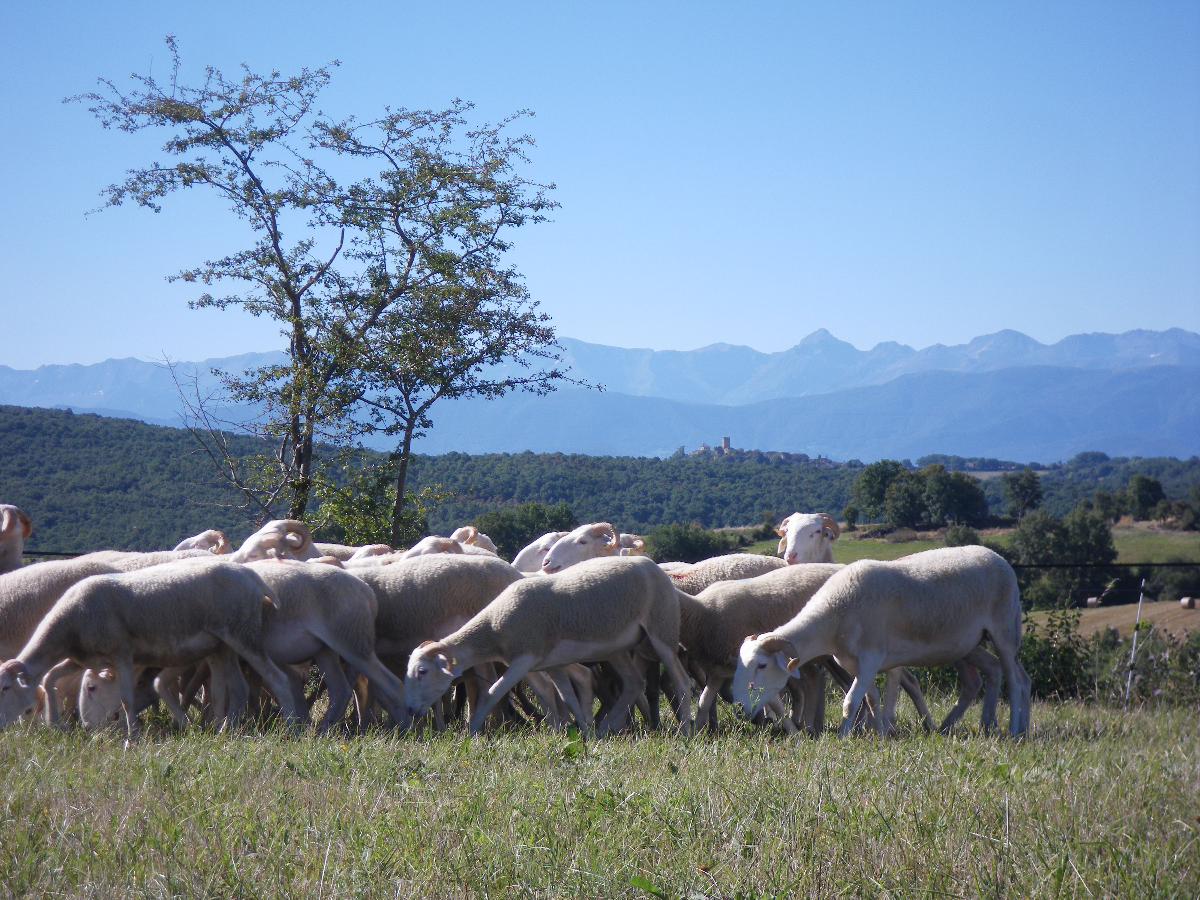 agneaux, ferme de Soubiane, Boussan