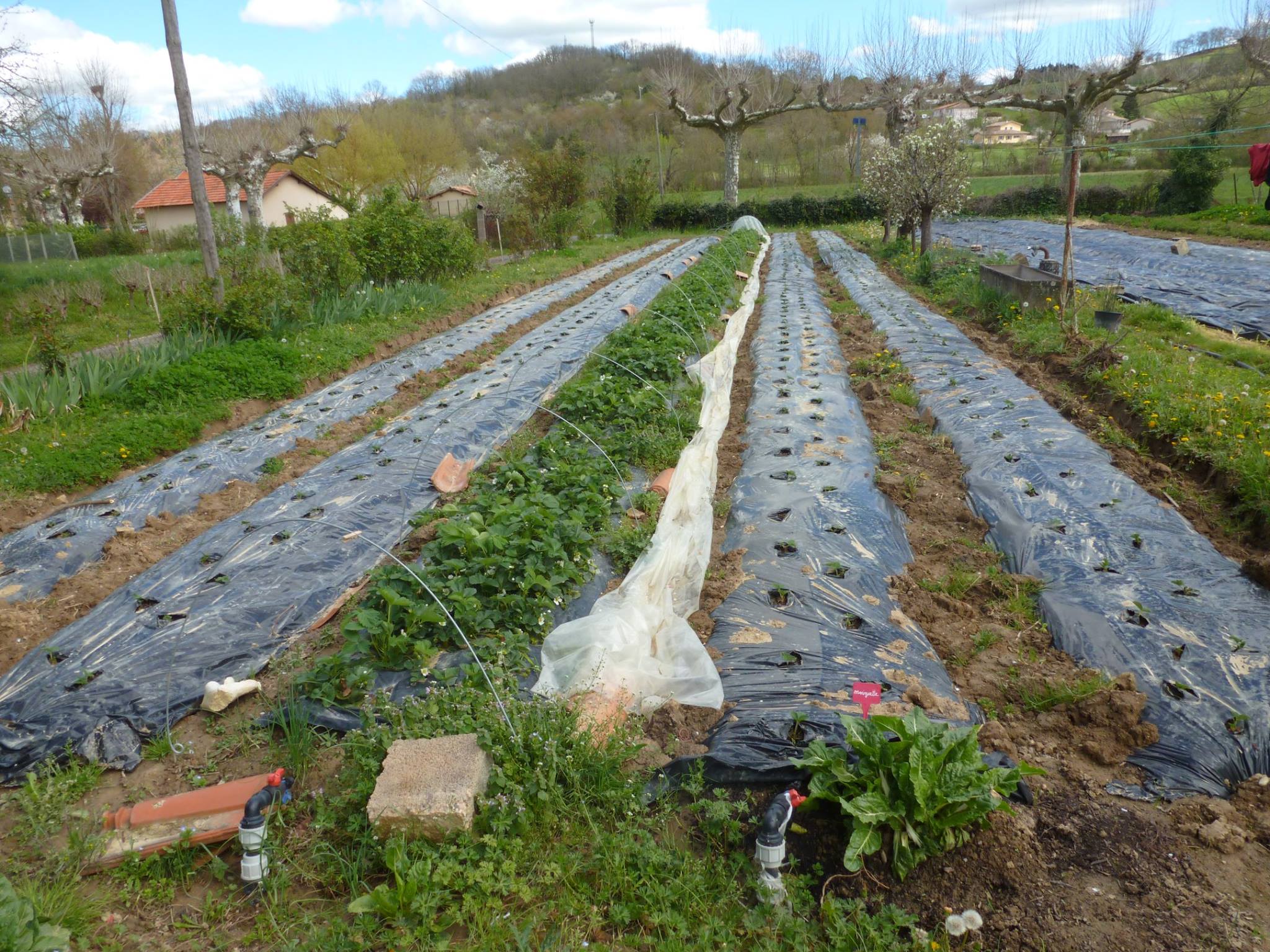 Les-jardins-du-Flouran--l-Isle-en-Dodon