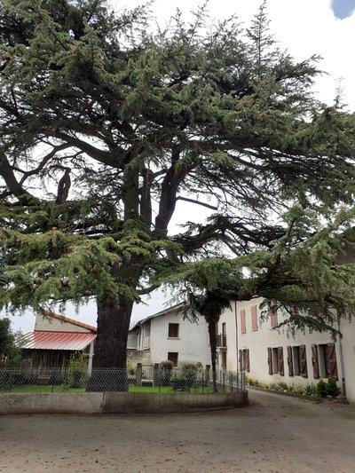 Au Grand Cèdre - Miramont de Comminges