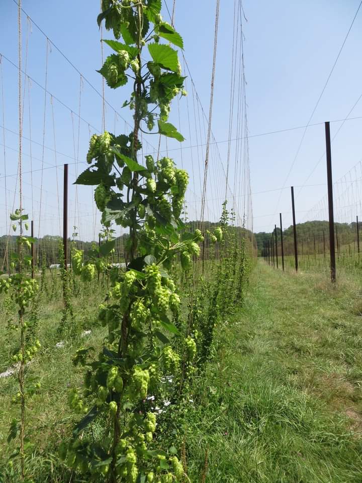 Les Fleurs du Brasseur, Julien Barousse, Saint Marcet
