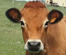 Vache