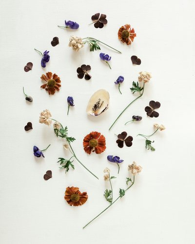 Plantes médicinales Cardeilhac Comminges Pyrénées