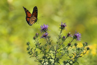 Papillon Comminges Pyrénées