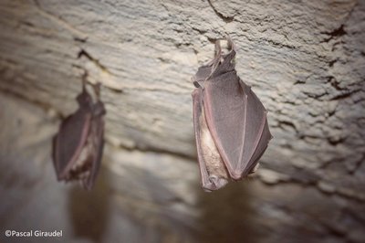 Nuit de la chauve-souris Montmaurin