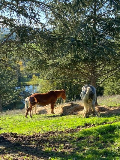 D-Ranch Living Center, relaxation, Puymaurin