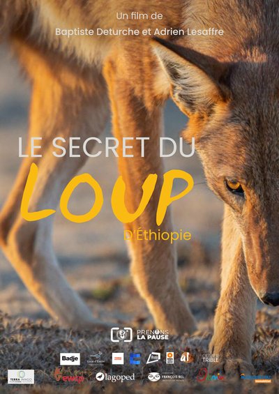 secret du loup d'éthiopie