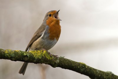 Chants des oiseaux Cardeilhac Comminges Pyrénées