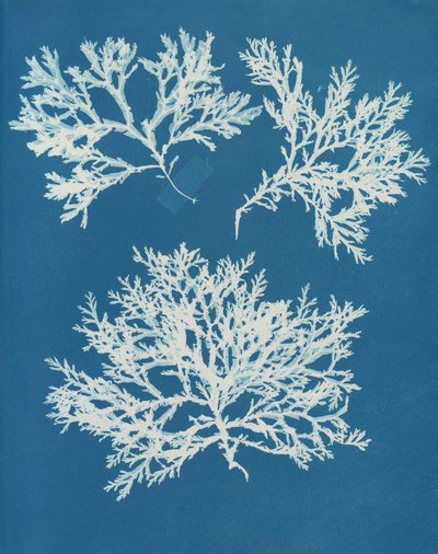 Cyanotype