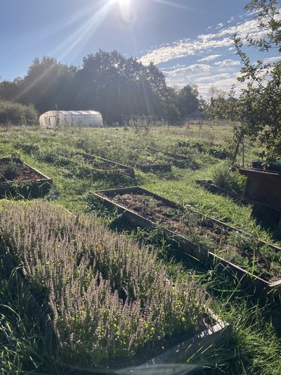 Plantes sauvages