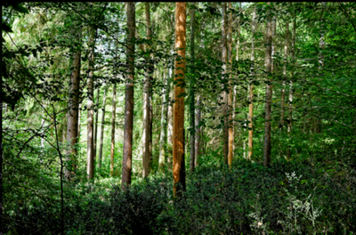 Un regard sur la forêt
